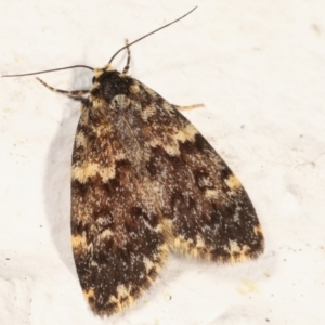 Halone coryphoea at Melba, ACT - 11 Mar 2021 10:27 PM