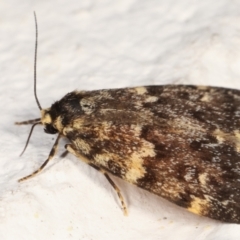 Halone coryphoea at Melba, ACT - 11 Mar 2021 10:27 PM