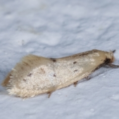 Oecophoridae (family) (Unidentified Oecophorid concealer moth) at Melba, ACT - 11 Mar 2021 by kasiaaus