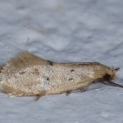 Oecophoridae (family) at Melba, ACT - 11 Mar 2021 10:38 PM