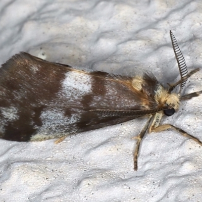 Anestia (genus) (A tiger moth) at Ainslie, ACT - 19 Mar 2021 by jbromilow50