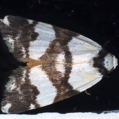 Thallarcha albicollis (Crossed Footman) at Ainslie, ACT - 19 Mar 2021 by jb2602