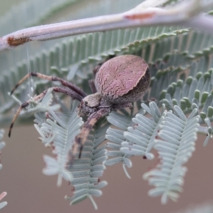 Araneus sp. (genus) at Holt, ACT - 16 Mar 2021