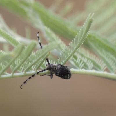 Ancita sp. (genus) (Longicorn or longhorn beetle) at The Pinnacle - 15 Mar 2021 by AlisonMilton