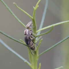 Opisthoncus sp. (genus) (Unidentified Opisthoncus jumping spider) at The Pinnacle - 15 Mar 2021 by AlisonMilton