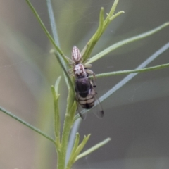 Opisthoncus sp. (genus) at Hawker, ACT - 16 Mar 2021