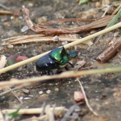 Onthophagus dandalu (Dung beetle) at West Wodonga, VIC - 21 Mar 2021 by KylieWaldon