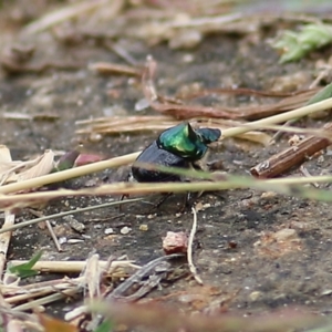 Onthophagus dandalu at West Wodonga, VIC - 21 Mar 2021