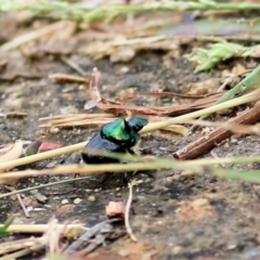 Onthophagus dandalu at West Wodonga, VIC - 21 Mar 2021 01:20 PM