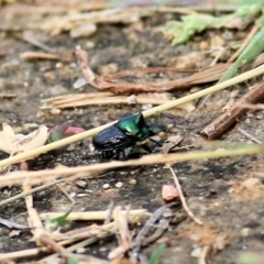 Onthophagus dandalu at West Wodonga, VIC - 21 Mar 2021