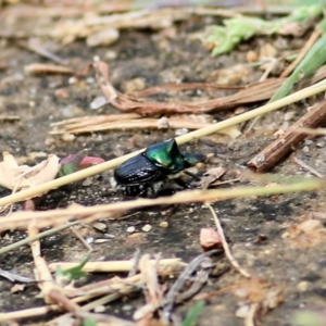 Onthophagus dandalu at West Wodonga, VIC - 21 Mar 2021 01:20 PM