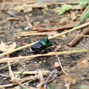 Onthophagus dandalu at West Wodonga, VIC - 21 Mar 2021 01:20 PM