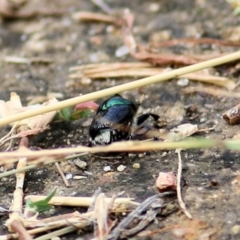 Onthophagus dandalu at West Wodonga, VIC - 21 Mar 2021