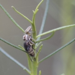 Stomorhina sp. (genus) (Snout fly) at The Pinnacle - 15 Mar 2021 by AlisonMilton