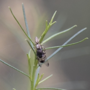 Stomorhina sp. (genus) at Hawker, ACT - 16 Mar 2021