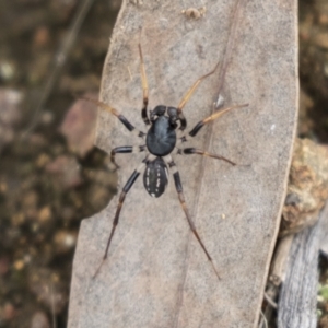 Zodariidae (family) at Hawker, ACT - 16 Mar 2021