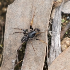 Zodariidae (family) at Hawker, ACT - 16 Mar 2021