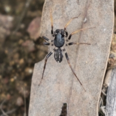 Zodariidae (family) at Hawker, ACT - 16 Mar 2021