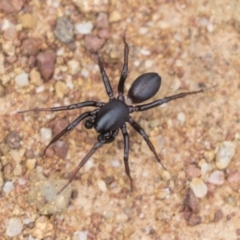 Zodariidae sp. (family) (Unidentified Ant spider or Spotted ground spider) at Hawker, ACT - 15 Mar 2021 by AlisonMilton