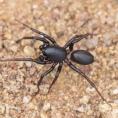 Zodariidae (family) at Hawker, ACT - 16 Mar 2021 08:33 AM