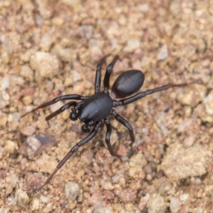 Zodariidae (family) at Hawker, ACT - 16 Mar 2021 08:33 AM