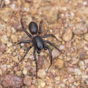 Zodariidae (family) at Hawker, ACT - 16 Mar 2021 08:33 AM