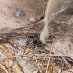 Zodariidae (family) (Ant spider or Spotted ground spider) at Holt, ACT - 16 Mar 2021 by AlisonMilton