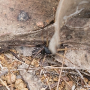 Zodariidae (family) at Holt, ACT - 16 Mar 2021