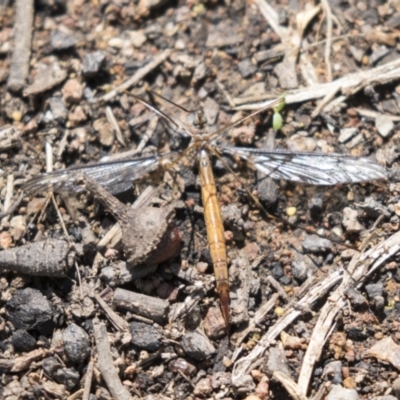 Ptilogyna sp. (genus) (A crane fly) at Hawker, ACT - 15 Mar 2021 by AlisonMilton