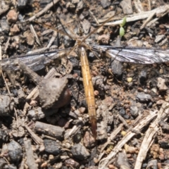 Ptilogyna sp. (genus) at Hawker, ACT - 15 Mar 2021 12:45 PM