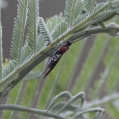 Pycnobraconoides sp. (genus) (A Braconid wasp) at The Pinnacle - 15 Mar 2021 by AlisonMilton