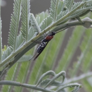 Pycnobraconoides sp. (genus) at Holt, ACT - 16 Mar 2021 08:52 AM