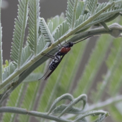 Pycnobraconoides sp. (genus) (A Braconid wasp) at The Pinnacle - 15 Mar 2021 by AlisonMilton