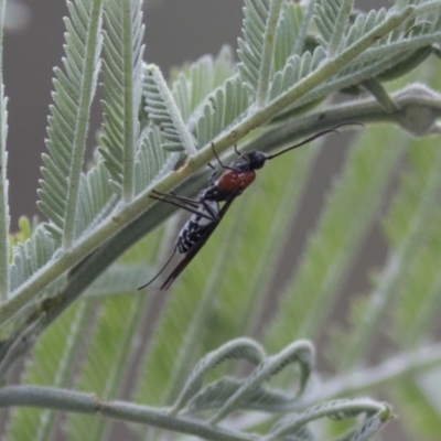 Pycnobraconoides sp. (genus) (A Braconid wasp) at Holt, ACT - 15 Mar 2021 by AlisonMilton