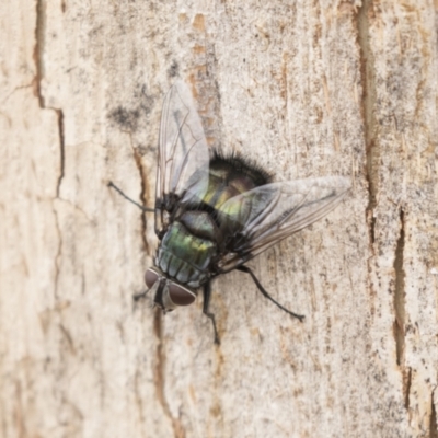 Rutilia sp. (genus) (A Rutilia bristle fly, subgenus unknown) at Acton, ACT - 16 Mar 2021 by AlisonMilton