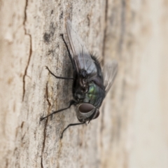 Rutilia sp. (genus) at Acton, ACT - 16 Mar 2021 12:03 PM