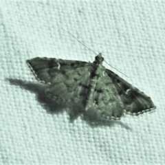 Metasia capnochroa (Smokey Metasia Moth) at Tidbinbilla Nature Reserve - 12 Mar 2021 by JohnBundock
