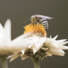 Bembix sp. (genus) (Unidentified Bembix sand wasp) at ANBG - 16 Mar 2021 by AlisonMilton