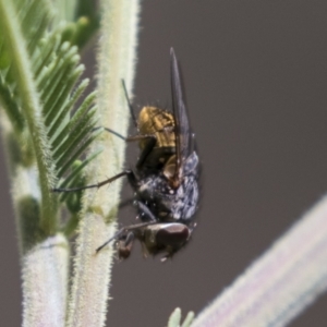 Calliphora sp. (genus) at Holt, ACT - 15 Mar 2021