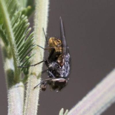 Calliphora sp. (genus) (Unidentified blowfly) at The Pinnacle - 15 Mar 2021 by AlisonMilton