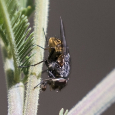 Calliphora sp. (genus) (Unidentified blowfly) at Holt, ACT - 15 Mar 2021 by AlisonMilton