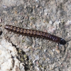 Diplopoda (class) (Unidentified millipede) at Hawker, ACT - 15 Mar 2021 by AlisonMilton