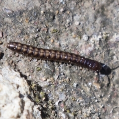 Diplopoda sp. (class) (Unidentified millipede) at Hawker, ACT - 15 Mar 2021 by AlisonMilton