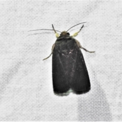 Proteuxoa sp. (21) (MoV, Part 9) (A Noctuid moth (Acronictinae)) at Paddys River, ACT - 12 Mar 2021 by JohnBundock