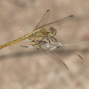 Diplacodes haematodes at Hawker, ACT - 15 Mar 2021