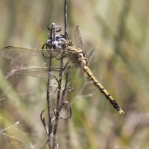 Diplacodes haematodes at Hawker, ACT - 15 Mar 2021