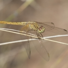 Diplacodes haematodes at Hawker, ACT - 15 Mar 2021