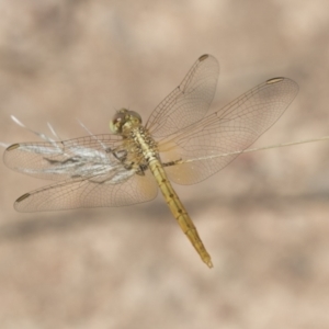 Diplacodes haematodes at Hawker, ACT - 15 Mar 2021