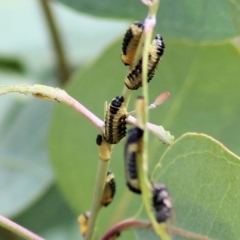 Paropsis atomaria (Eucalyptus leaf beetle) at Felltimber Creek NCR - 21 Mar 2021 by Kyliegw