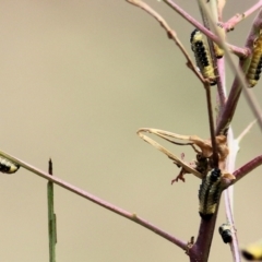 Paropsis atomaria at Felltimber Creek NCR - 21 Mar 2021